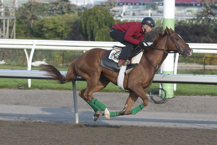 Sammy Stone preparing for the Breeders' Stakes at Woodbine (Michael Burns Photo)