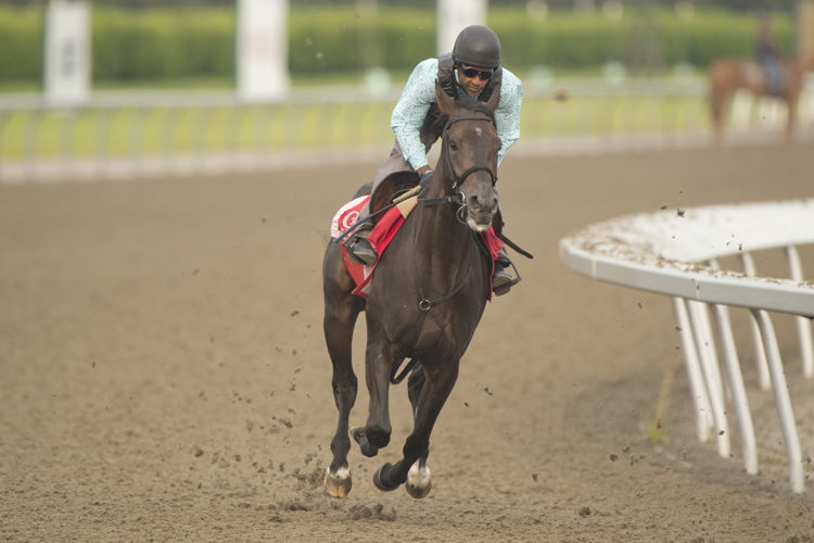Ticker Tape Home training at Woodbine (Michael Burns Photo) Ticker Tape Home training at Woodbine (Michael Burns Photo)