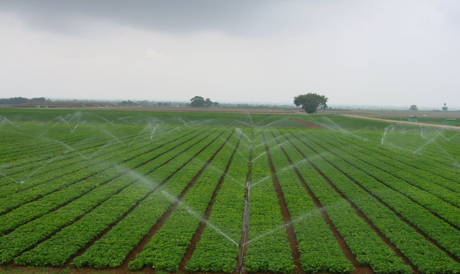 Groundnut cultivation in demo plots at ICRISAT headquarters. 