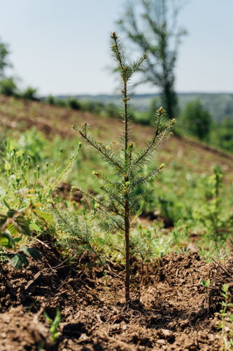 Tree planting Belgium