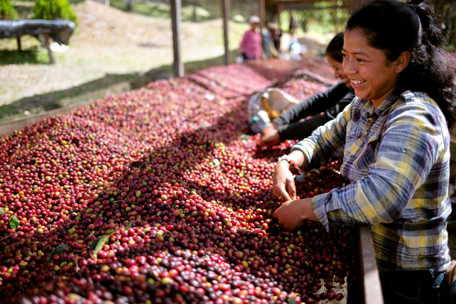 Koffieboeren Honduras