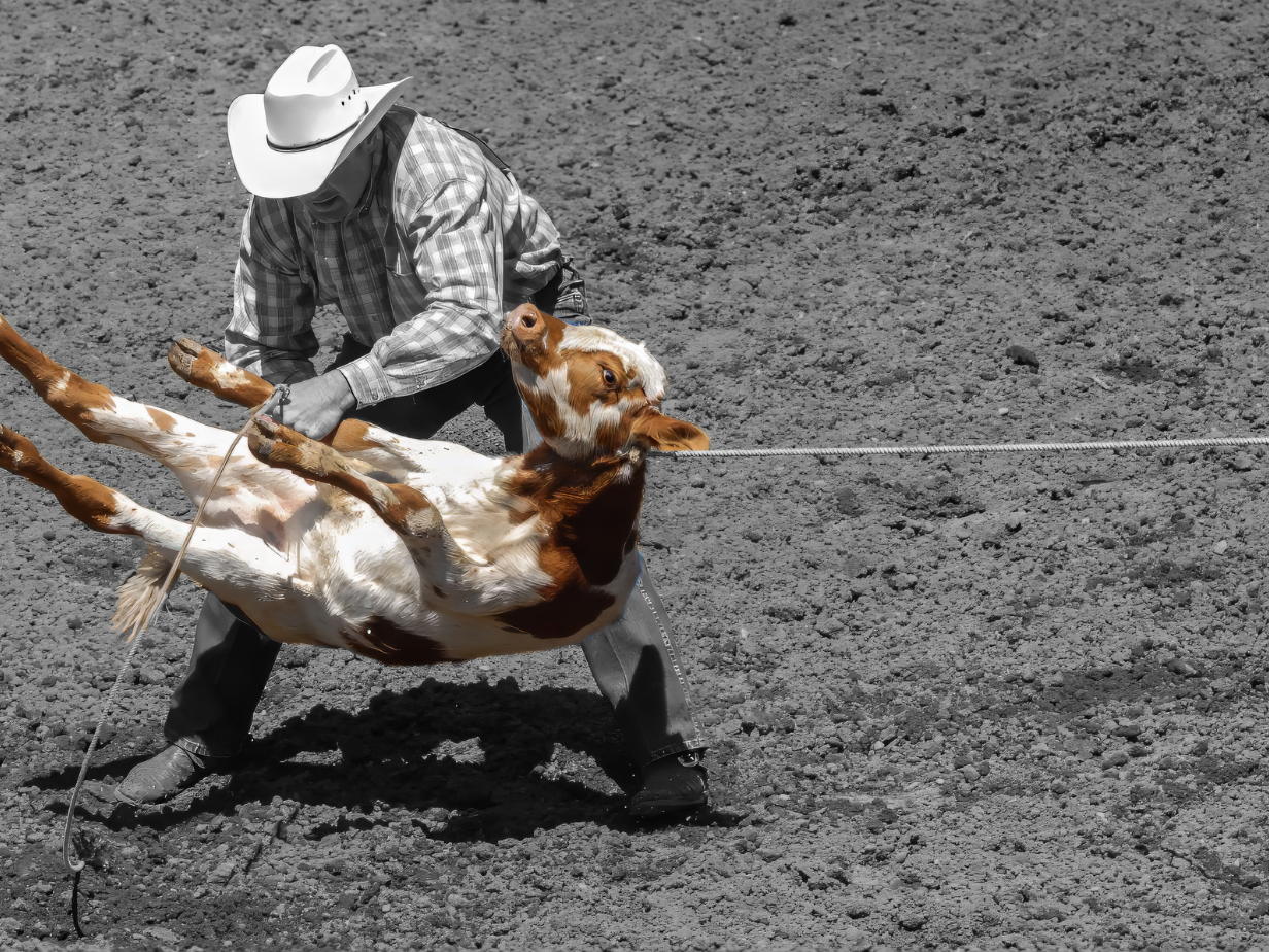 Rodeo’s strijken neer in België: GAIA eist onmiddellijk verbod