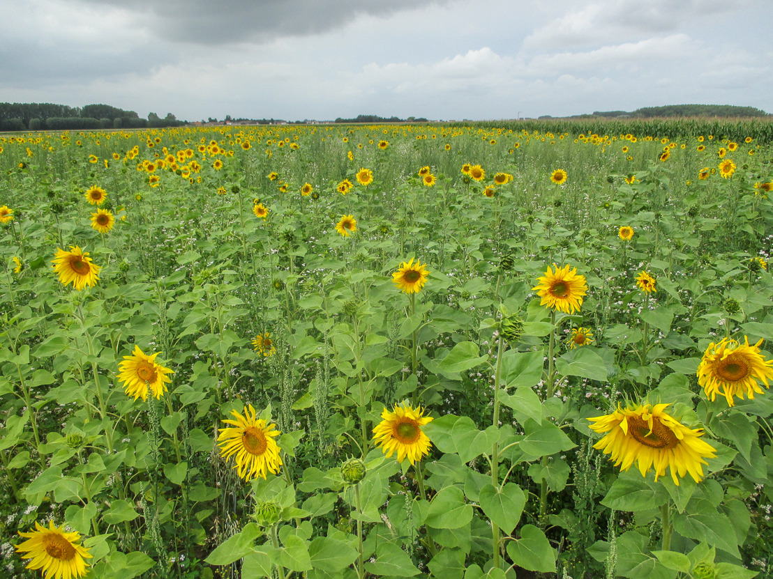 Zonnebloemen typeren het partridgemengsel