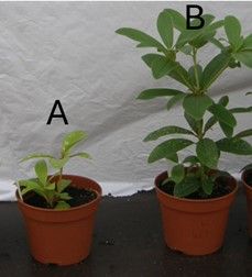 Figuur 2: Potproefplanten van eenzelfde cultivar in potgrond met hoge (A) en lage (B) pH. De plant in hoge pH vertoont een slechte groei omwille van pH-stress.