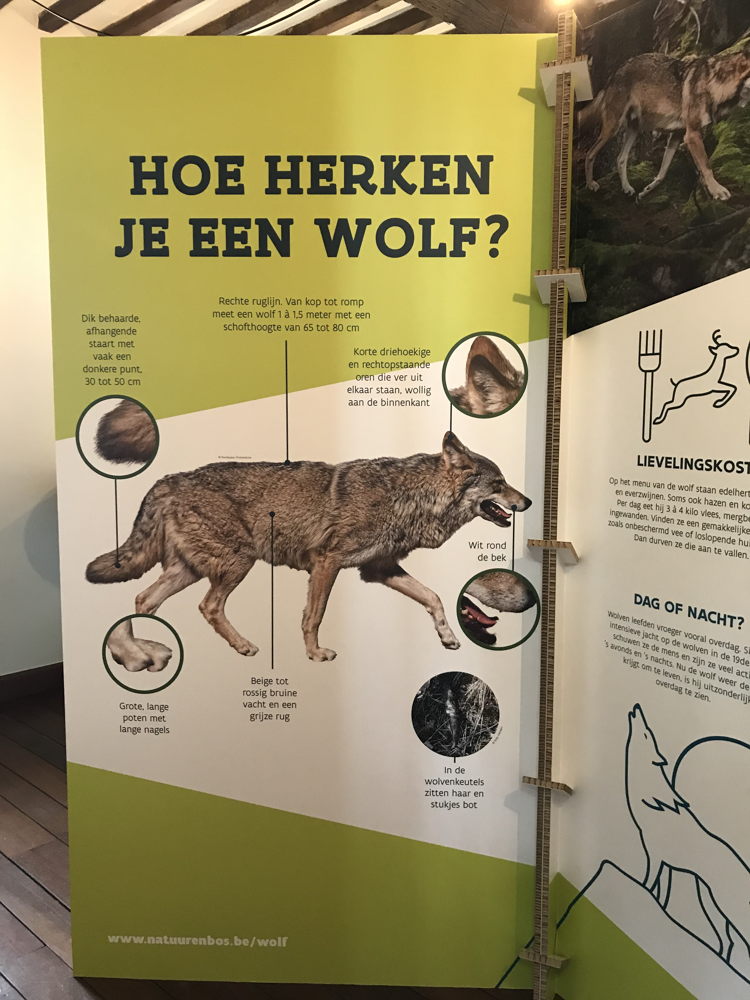 Expo 'Wolven in Limburg'
