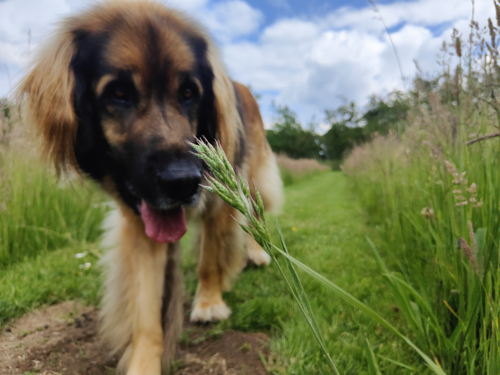 Oreilles d'herbe avec chien