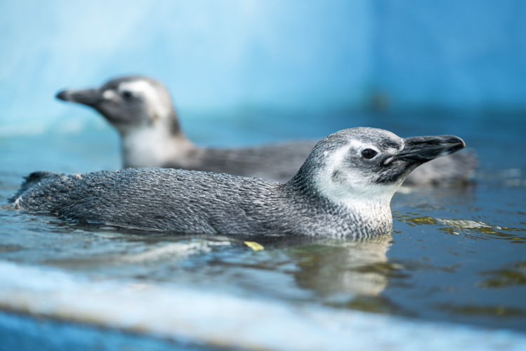 Rehabilitación del "pingüino cordobés"