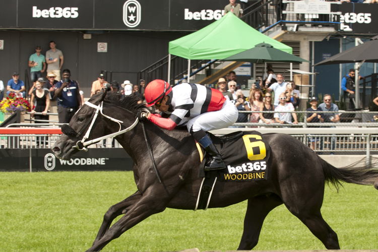 Cairo Caper and jockey Jose Campos winning the bet365 Soaring Free Stakes on August 23, 2024 at Woodbine (Michael Burns Photo)