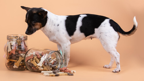 Verpakkingsvrije online supermarkt Pieter Pot levert honden- en kattenvoeding aan huis in hervulbare glazen potten