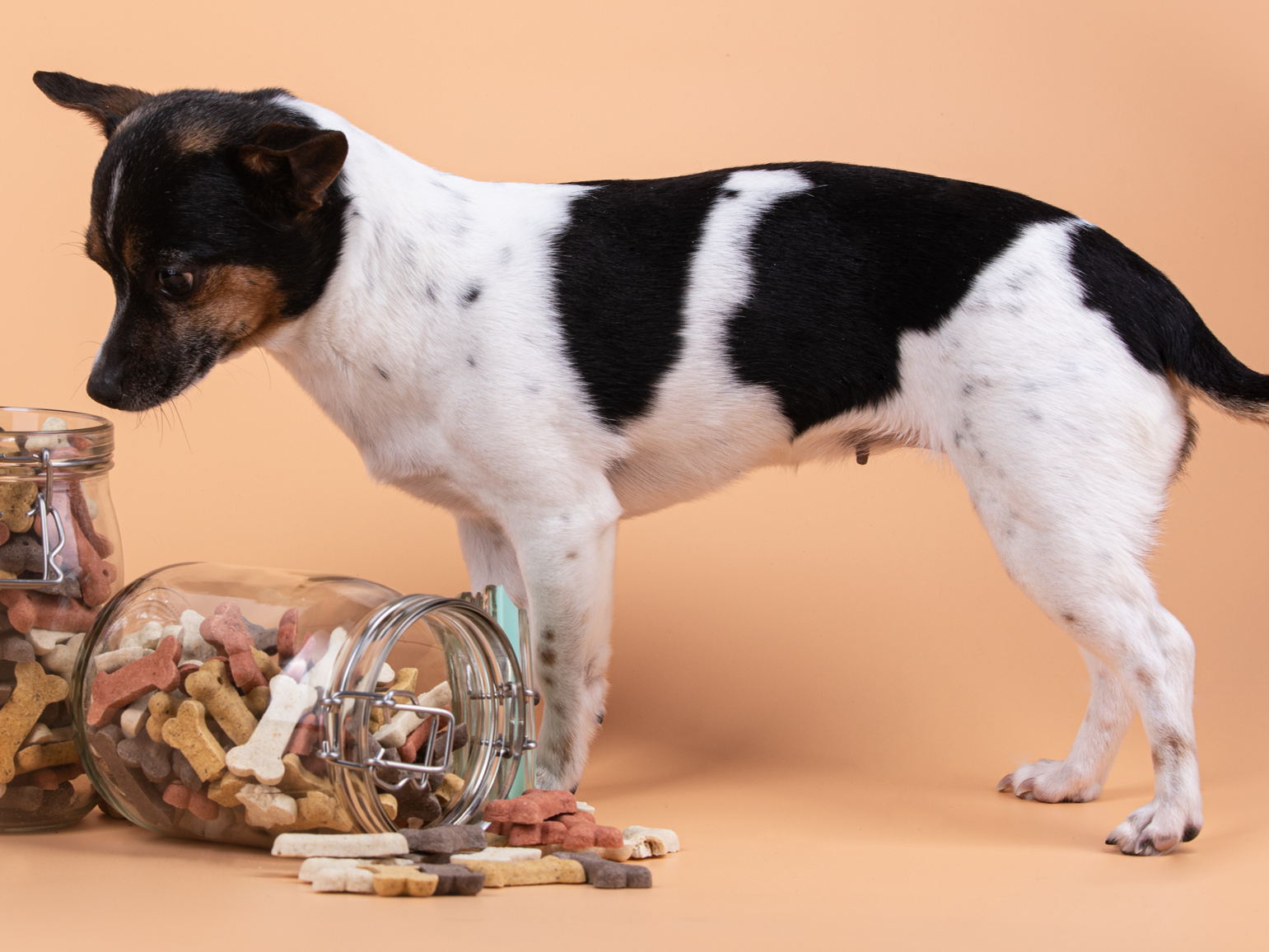 Verpakkingsvrije online supermarkt Pieter Pot levert honden- en kattenvoeding aan huis in hervulbare glazen potten