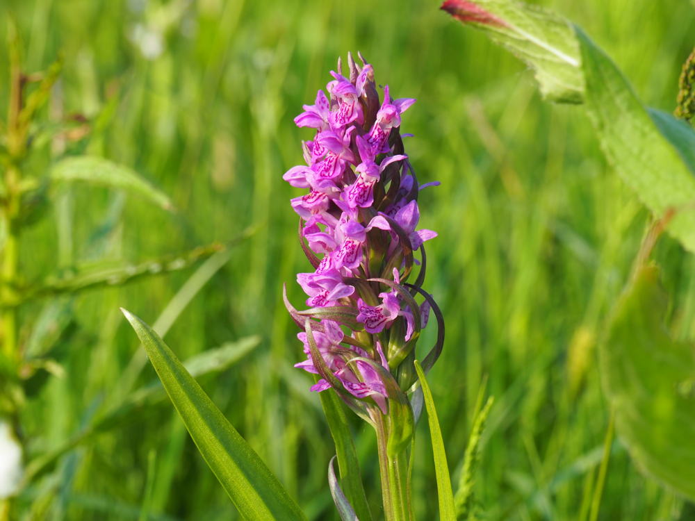 Vleeskleurige orchis 
