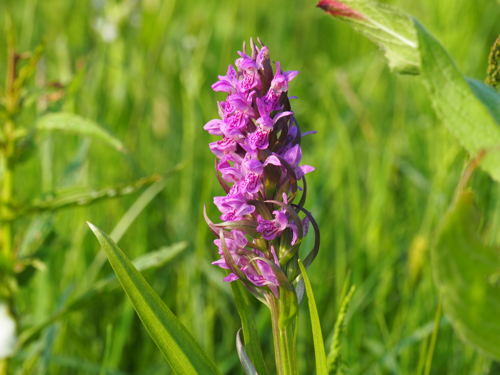 Vleeskleurige orchis 