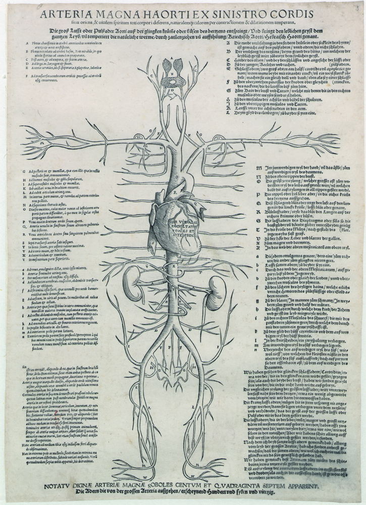 Andreas Vesalius, [Jobst de Necker], De Tabulae Anatomicae : Ein gar künstlichs allen Leyb und Wundaertzen auch andrer Künsten Lieb habern hochnützlichs Werck in sechs Figur gebracht mit Inhalt aller Blutschlag und Flachsadern, sampt der Gehaynen des gantzen Leybs, und wie ein yedes seinem Ursprung empfahe und also eins aus dem andern volge, dem andern Hilff oder Nachteyle bringe, gar fleyssig un artlich beschriben un anzeygt, ca. 1540 © Royal Library of Belgium, inv. Imp II 42.417 C Est.