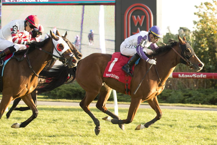 Taquanyah and jockey Leo Salles winning the Eternal Search Stakes on October 26, 2024 at Woodbine (Michael Burns Photo)