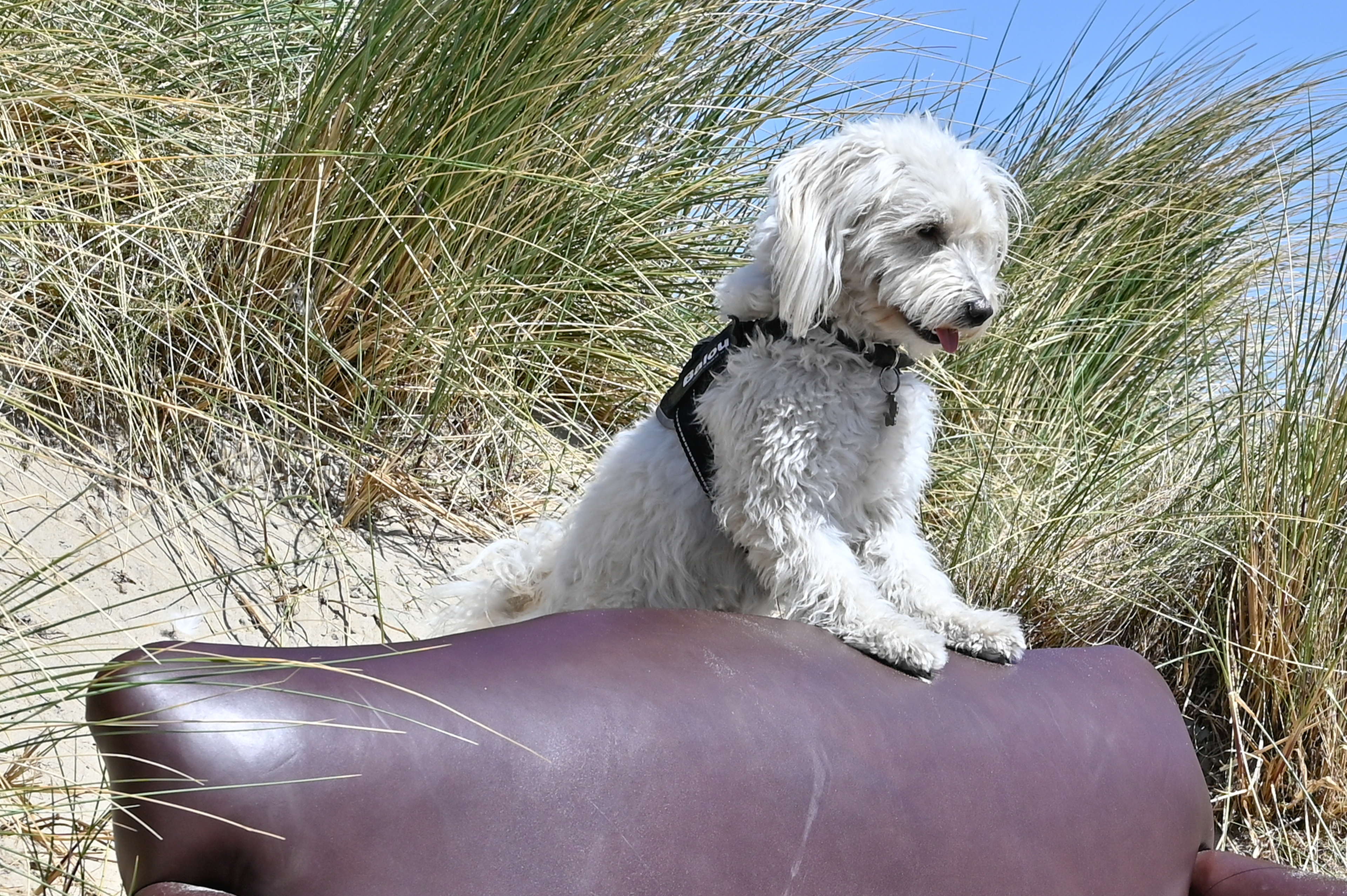 De Panne verwelkomt hond en baasje op zaterdag 6 mei op het Kwispelfestival