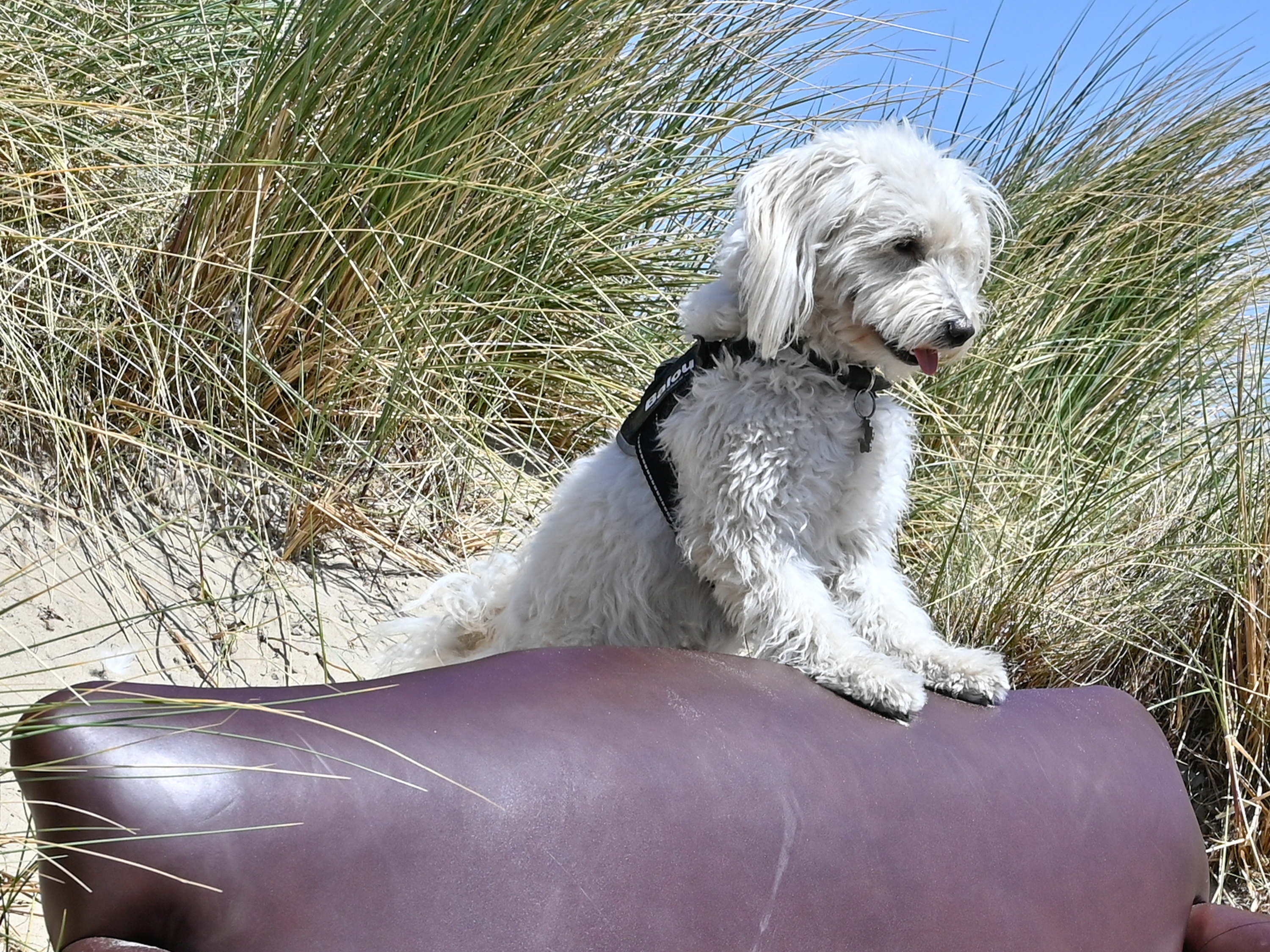 De Panne verwelkomt hond en baasje op zaterdag 6 mei op het Kwispelfestival