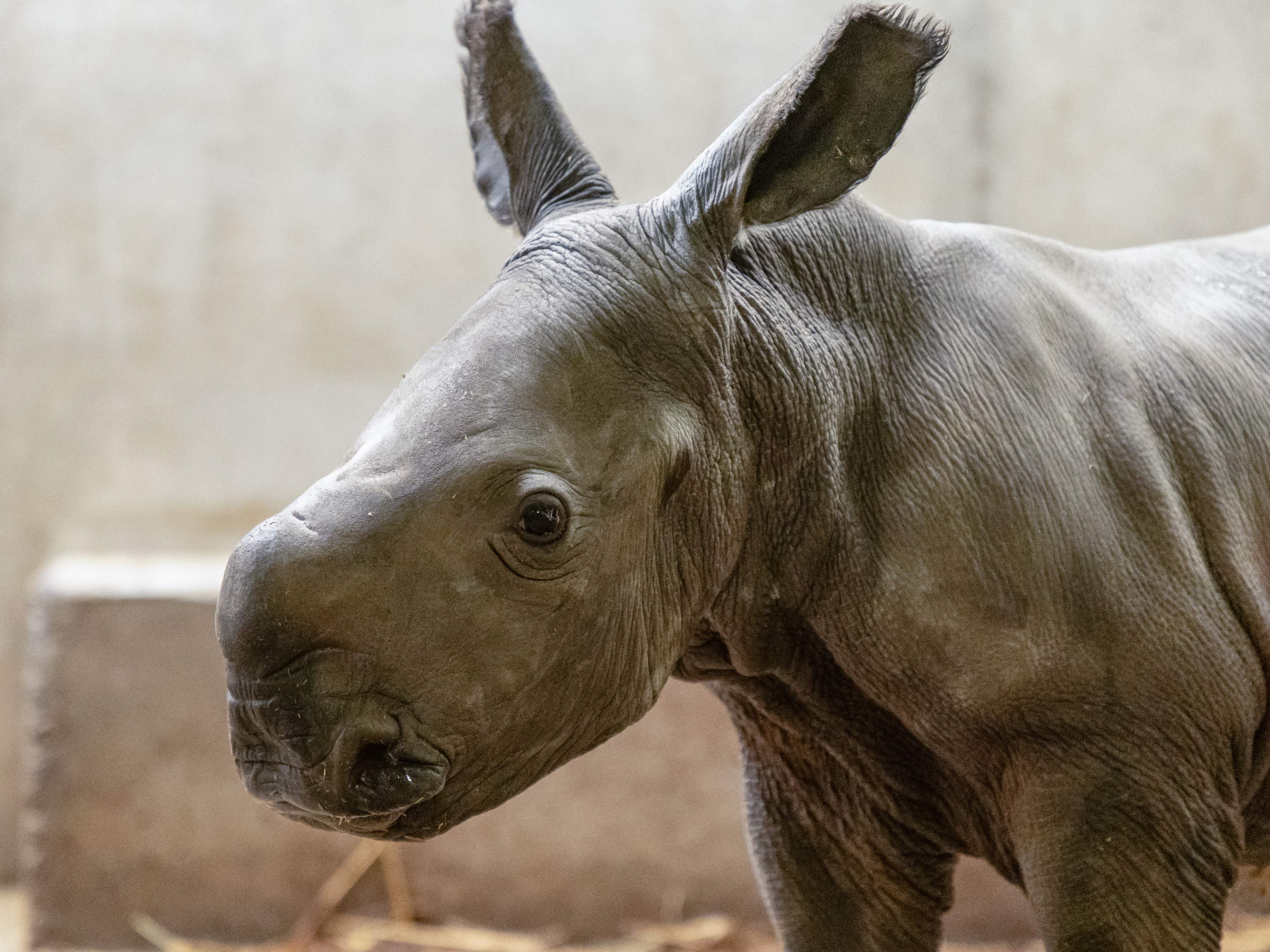 First Birth of the Year at Pairi Daiza
