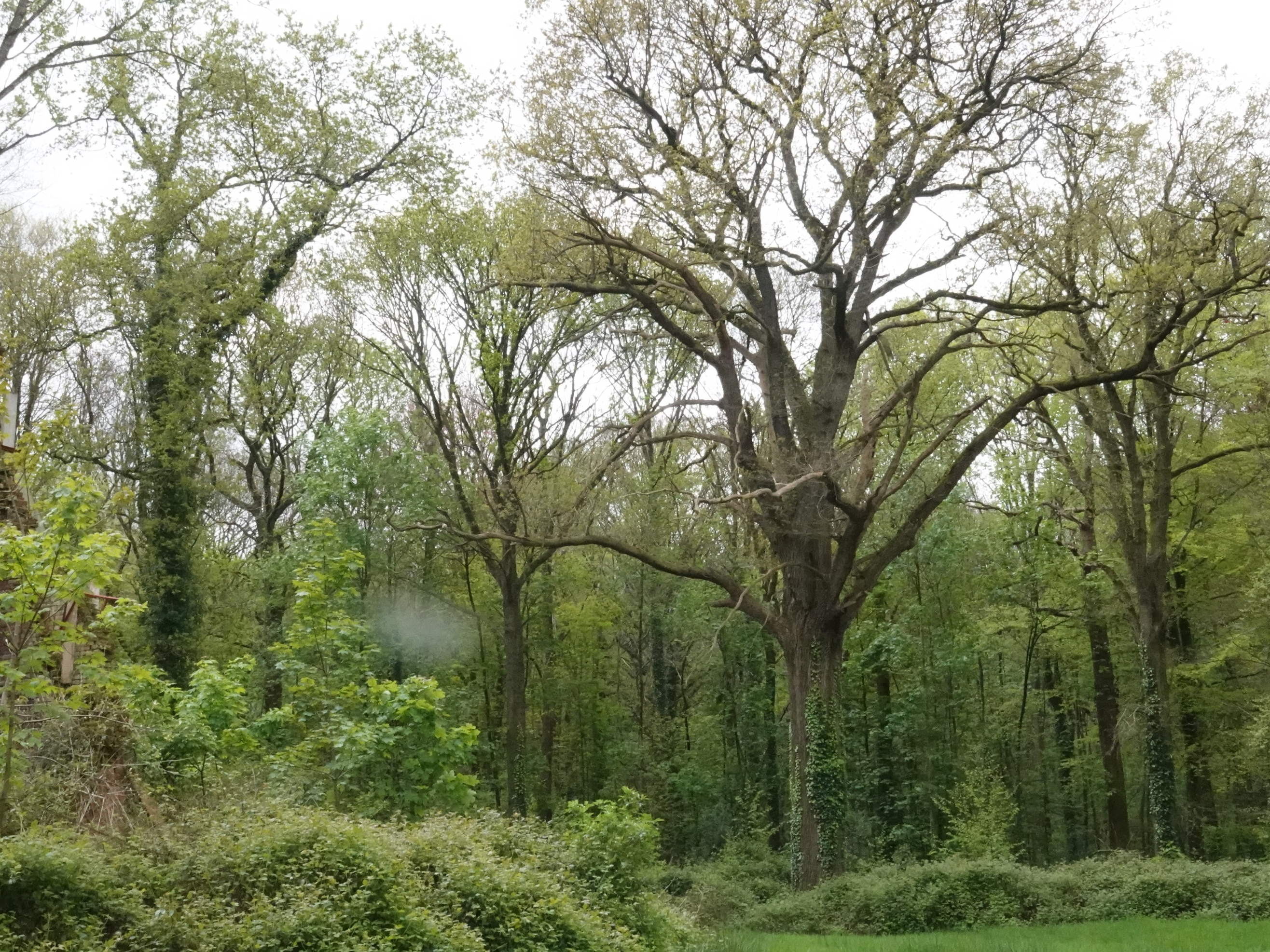 Boom van het Jaar? Geef jouw stem aan de monumentale zomereik van het Couthofbos