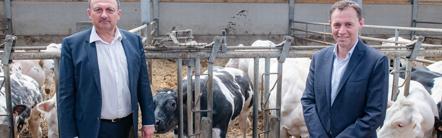 Delhaize se met en relation directe avec les eleveurs de viande bovine belges