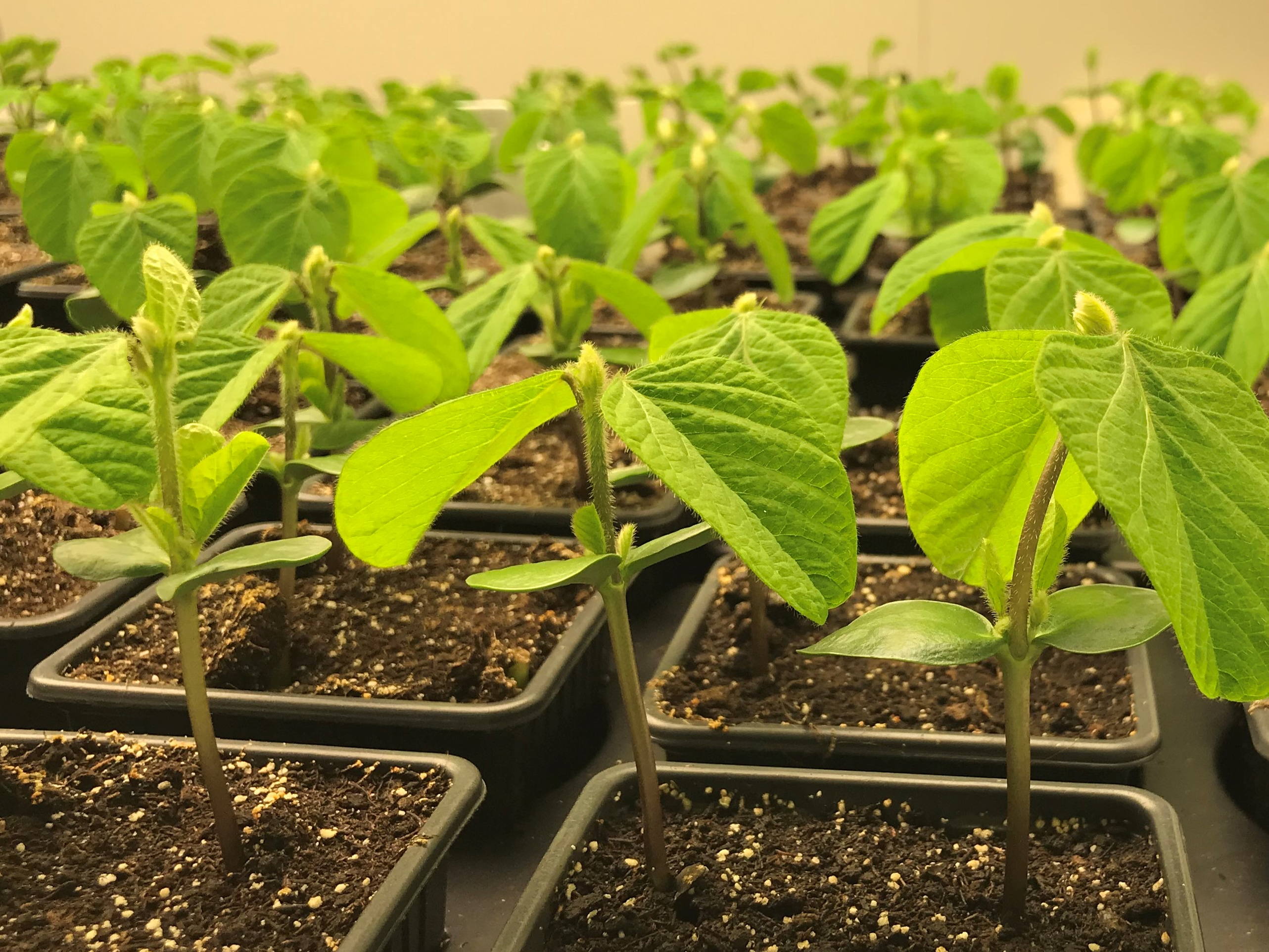 Deep learning helps to find new targets in soy for crop improvement