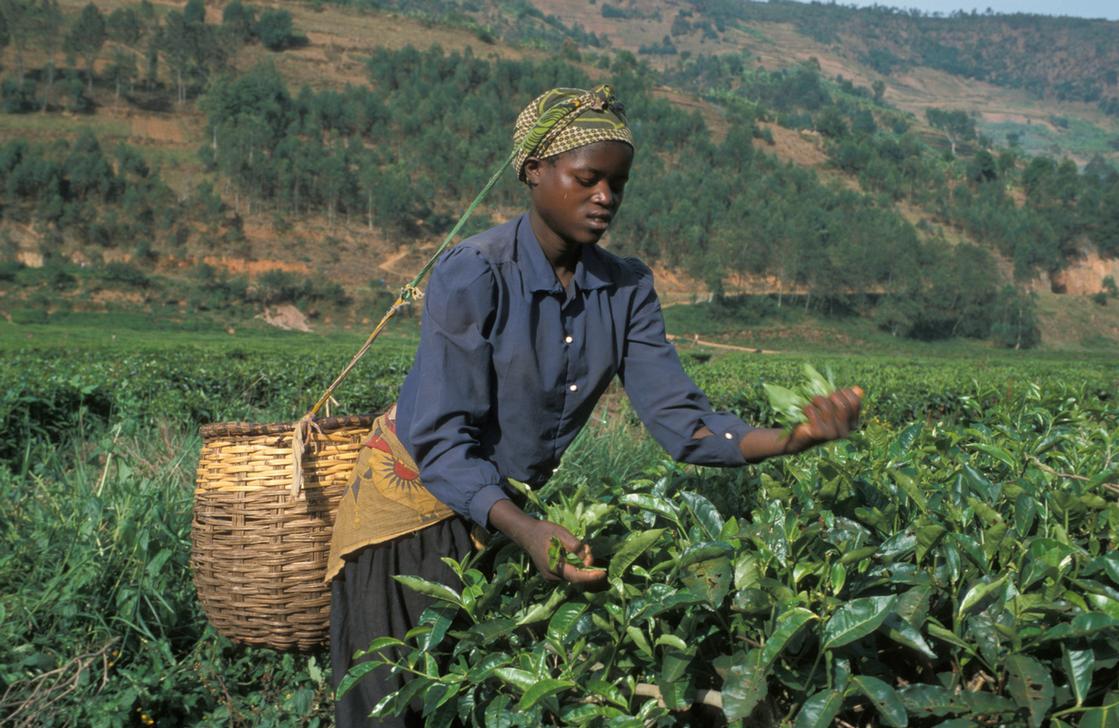 Tea picking in a tea plantation, Byumba, Rwanda. AKG1300568 © akg-images / african.pictures / Ariadne Van Zandbergen