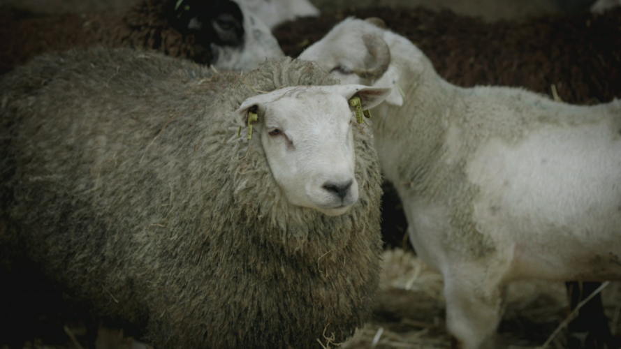 De weg van...een lamsburger
Over eten (c) VRT
