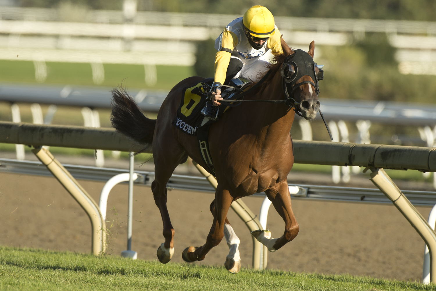 Emma-Jayne Wilson and Lady Speightspeare winning the 2020 Natalma Stakes (G1) at Woodbine (Michael Burns Photo)