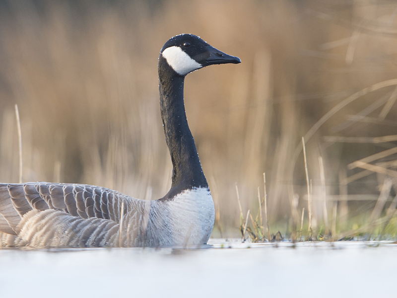 Ganzenvangsten noodzakelijk om schade in te perken