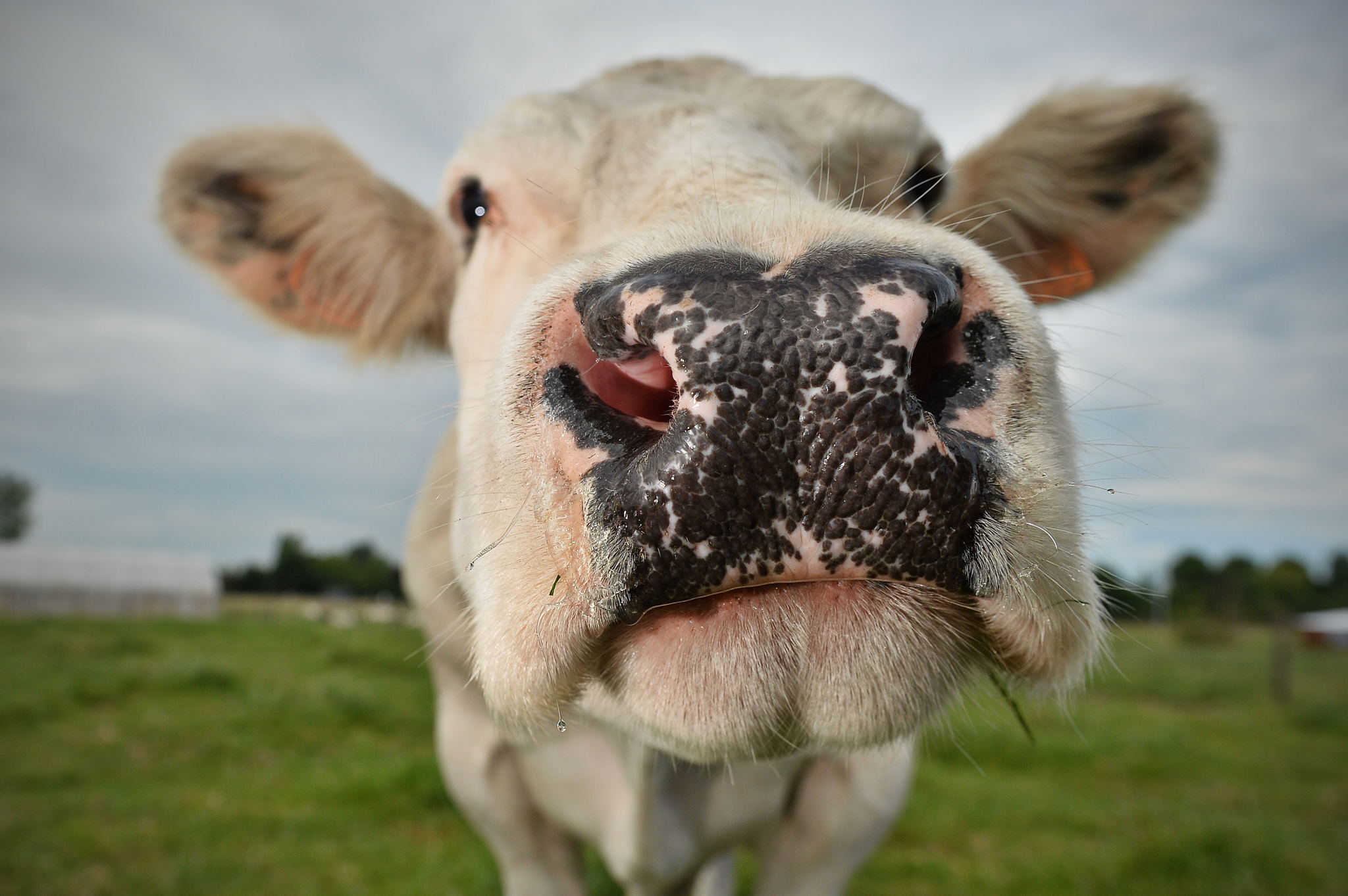 Flanders launches Scientific Reference Centre for Farm Animal Welfare