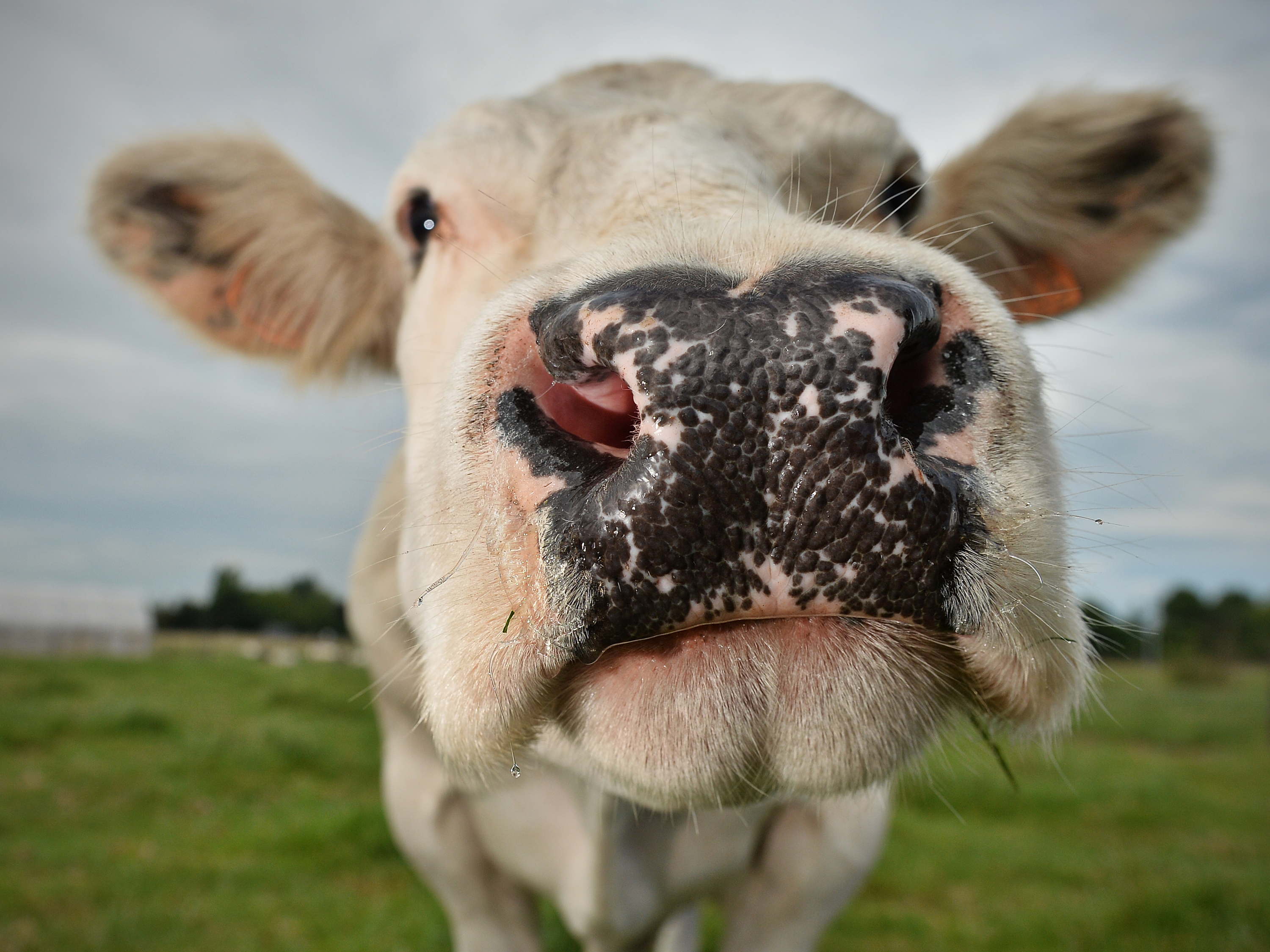 Flanders launches Scientific Reference Centre for Farm Animal Welfare