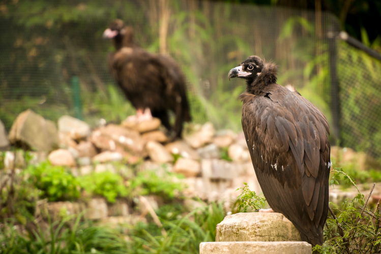 Copyright foto's: Zoo Antwerpen en Planckendael