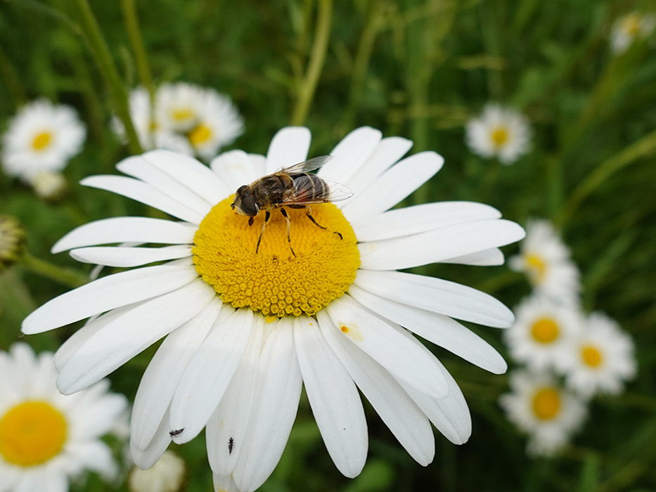 Projectoproep Natuur in je Buurt zoomt in op wilde bestuivers