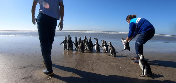 18 pingüinos hallados en estado de desnutrición regresaron al mar luego de ser rehabilitados
