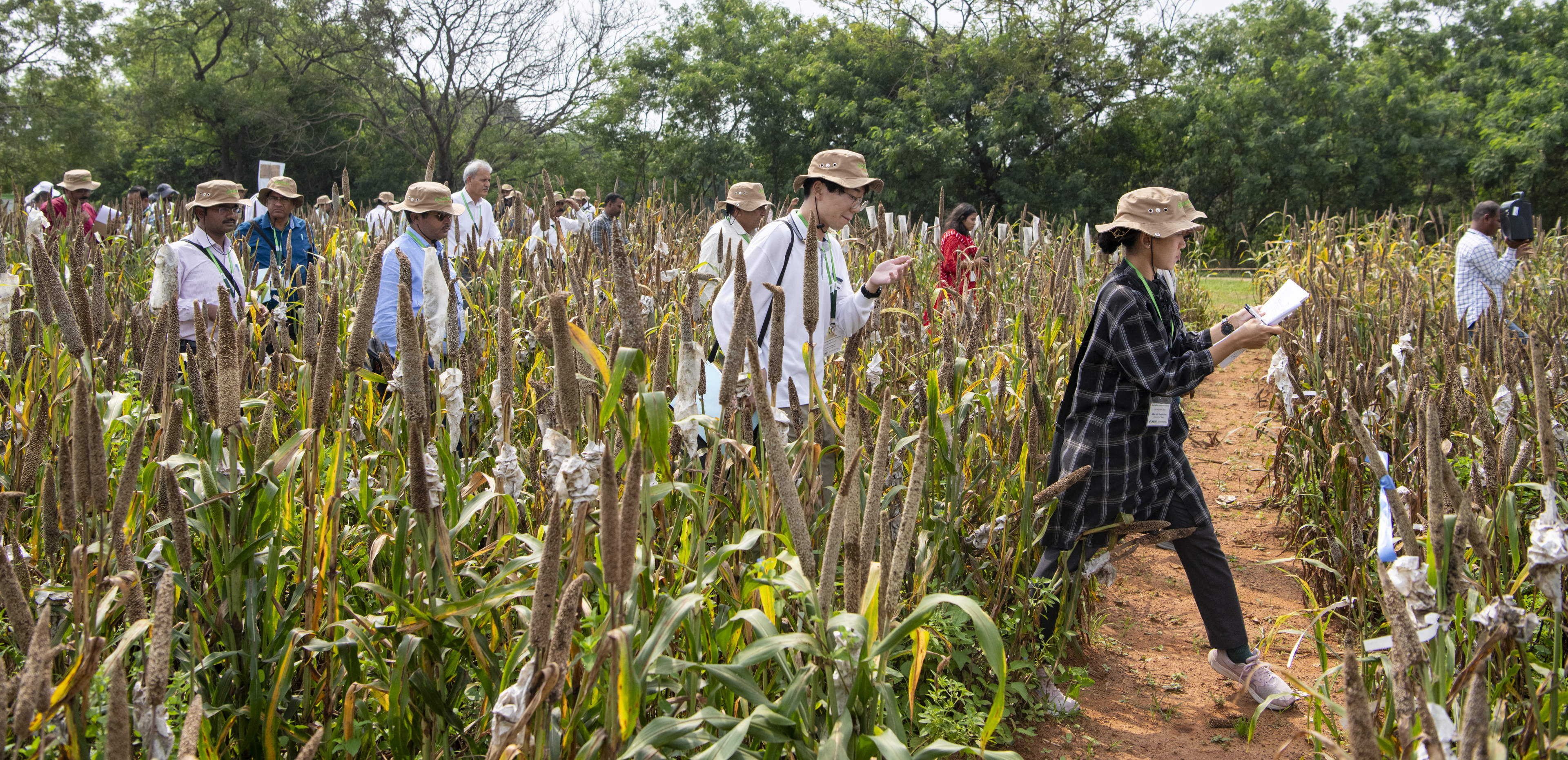 Biofortified Forage, Summer Pearl Millet, and Multi-Trait Cultivars Lead Discussions at Pearl Millet Scientists' Field Day