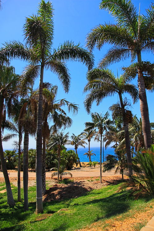 Palmetum Santa Cruz
