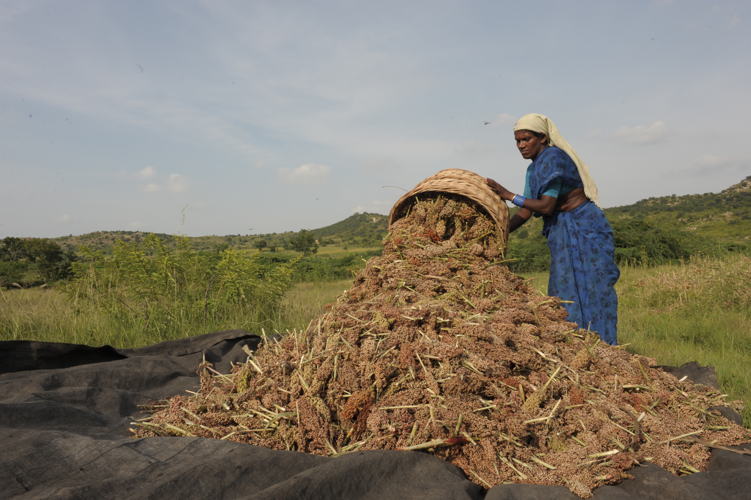 Women farmer with her Sorghum harvest.