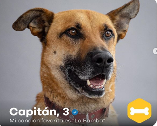 Bumble se suma a Walmart y Fundación “Adopta un Amigo para siempre” de Purina, con el objetivo de promover la adopción de perros a través de la aplicación