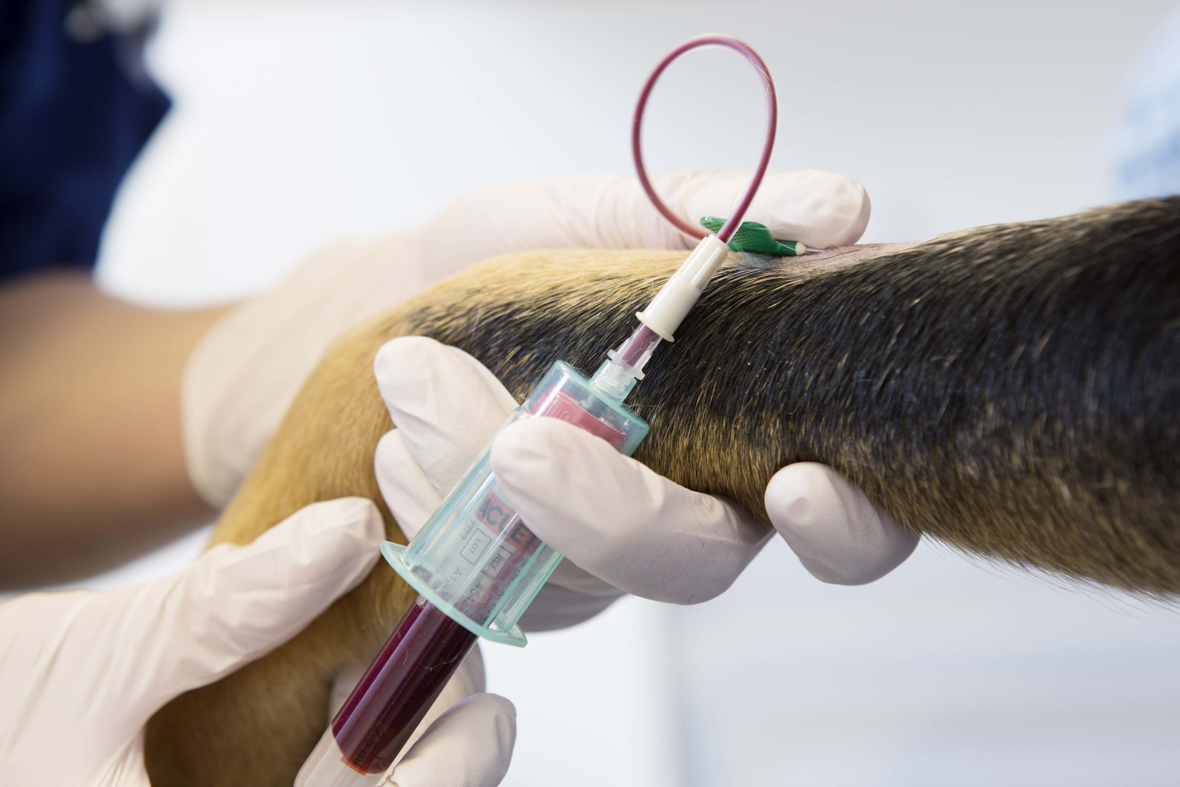 Bloeddonoren voor honden en katten gezocht