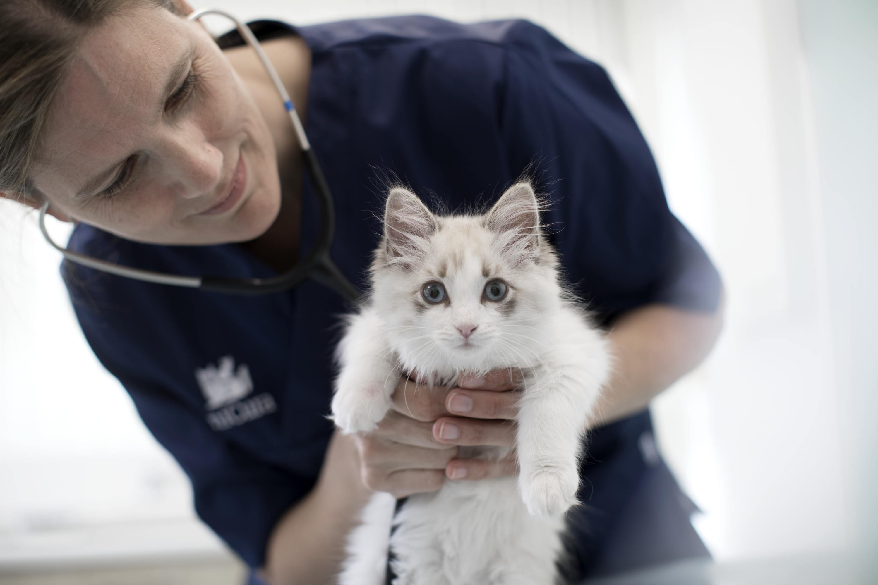Niet elke kat past in elk huis: AniCura helpt baasjes bewust kiezen