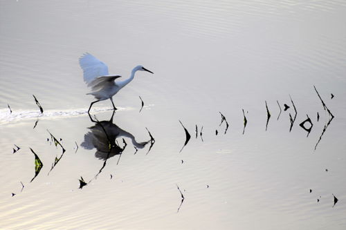 kleine zilverreiger - © Peter Strubbe