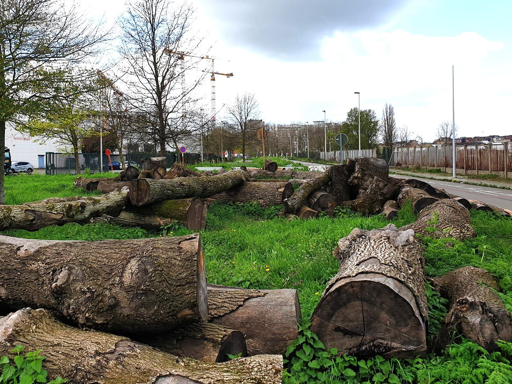 Plus de 62 000 arbres à haute tige condamnés depuis 2010 - Il est urgent d'agir
