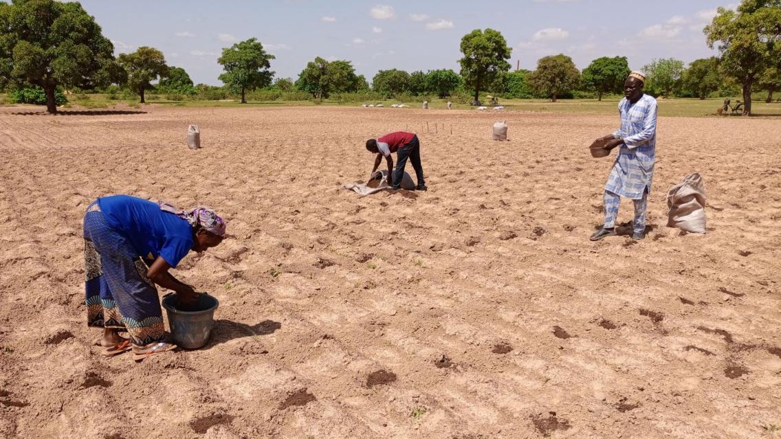 Extending forecasts from days to over a month improves farmer resilience in West Africa