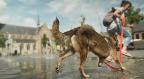 Baasje gezocht (c) VRT