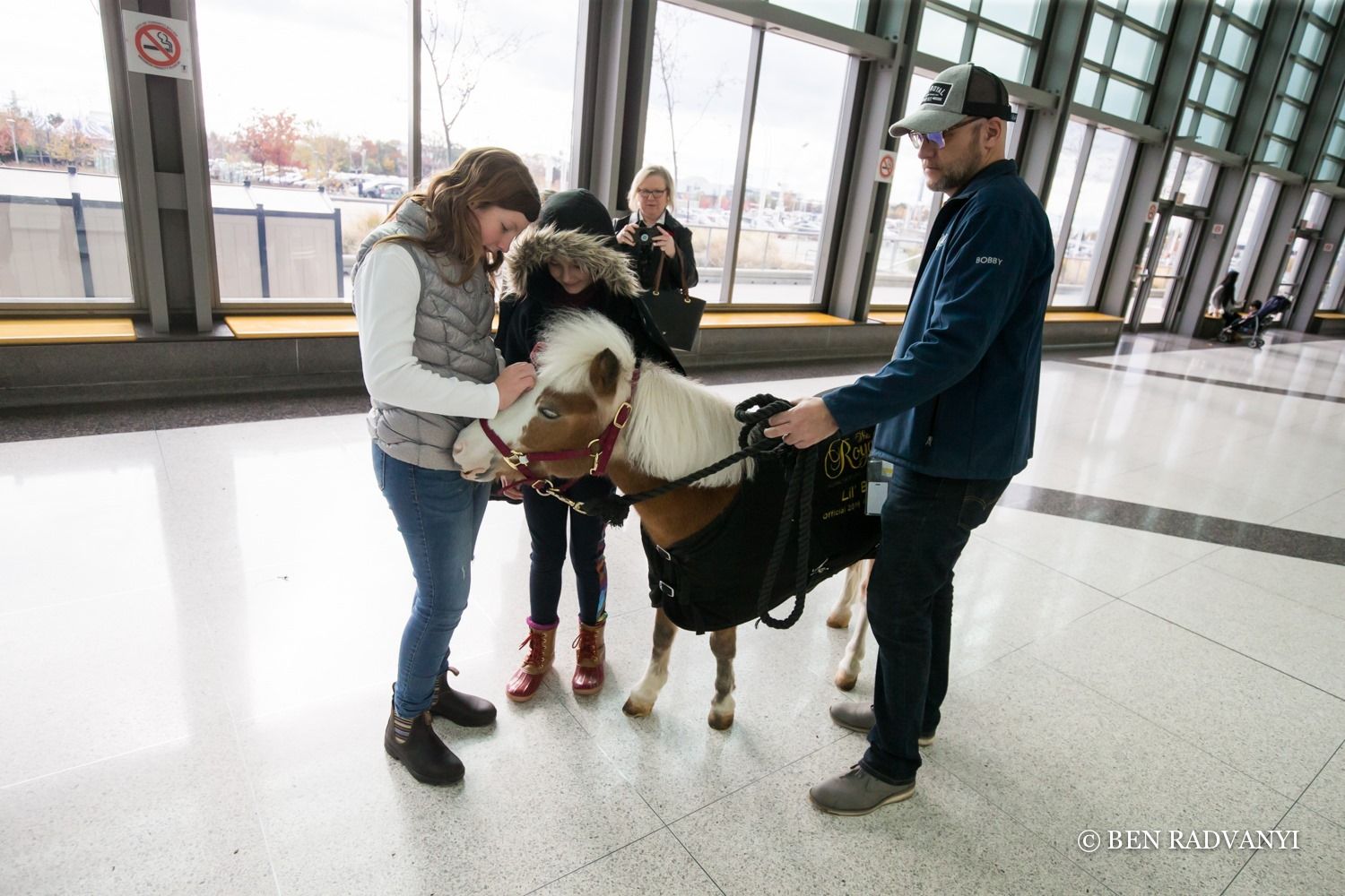 Lil' Ben, The Royal Ambassador / Mini Horse