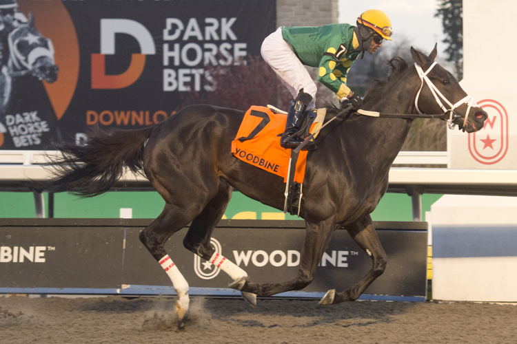 Fashionably Fab and jockey Patrick Husbands winning the Ashbriges Bay Stakes on November 10, 2023 at Woodbine (Michael Burns Photo)