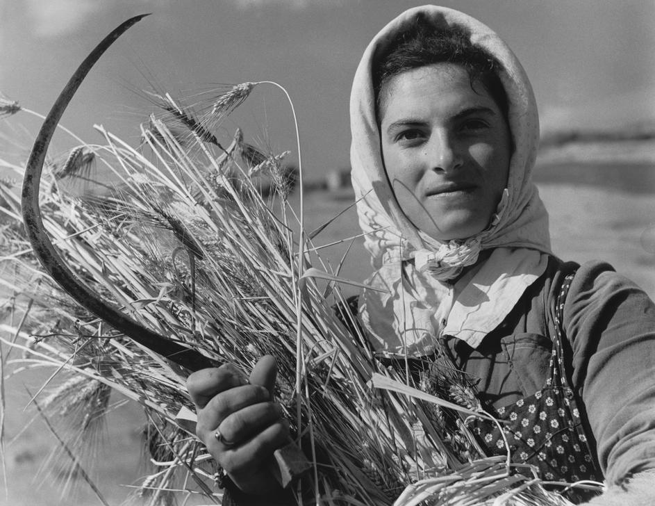 Young Italian peasant woman from Sepino, Molise, during the grain harvest. Photo, July 1949 AKG427343 © akg-images / Tony Vaccaro Young Italian peasant woman from Sepino, Molise, during the grain harvest. Photo, July 1949 AKG427343 © akg-images / Tony Vaccaro