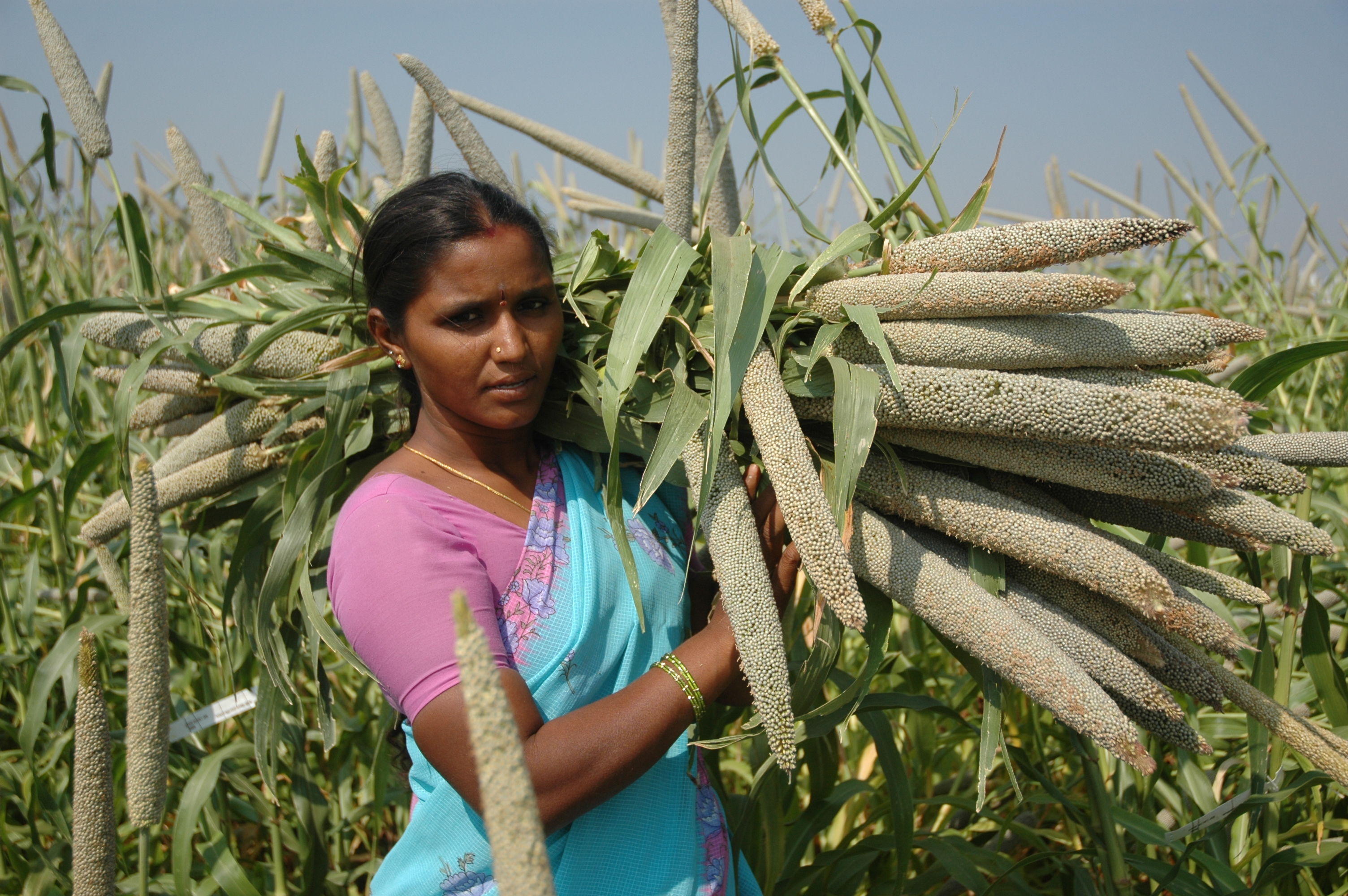 Sorghum farmer in India.