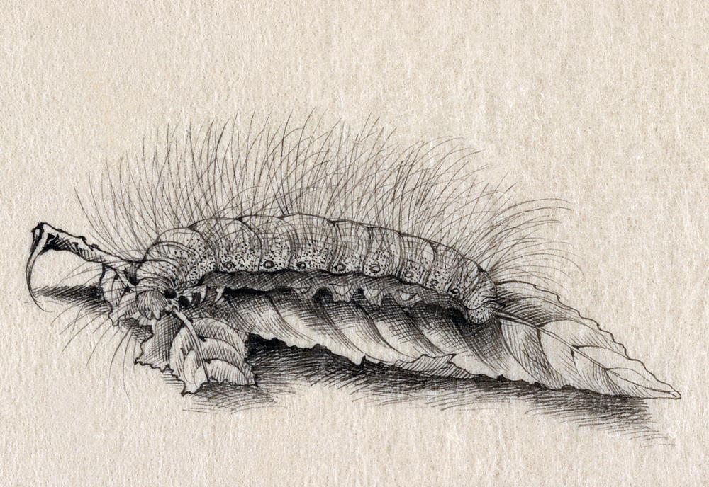 Silkworm, Silk Making in Japan, 1878. AKG7418760 ©akg-images / Science Source Silkworm, Silk Making in Japan, 1878. AKG7418760 ©akg-images / Science Source