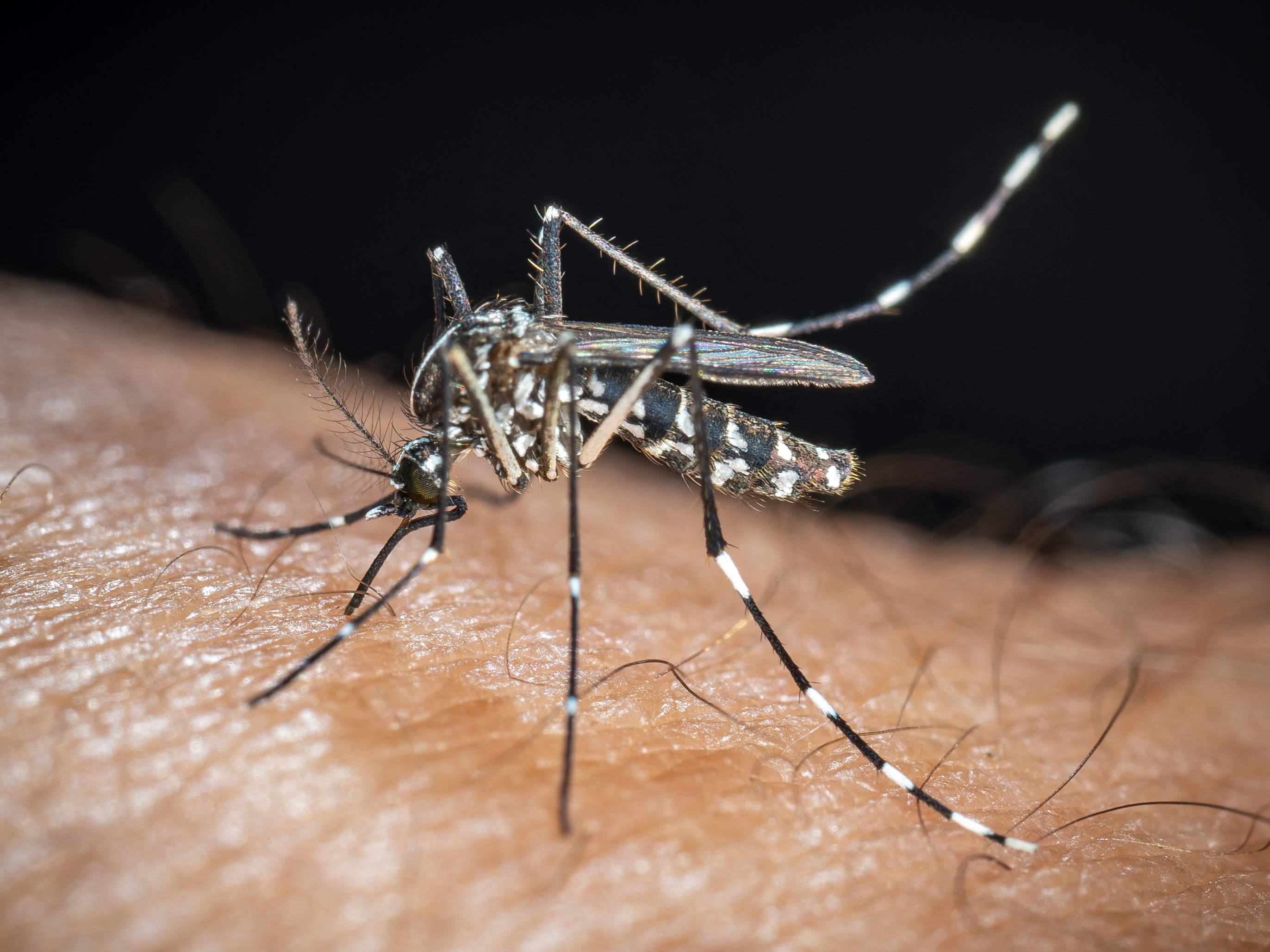 Flanders steps up fight against tiger mosquitoes