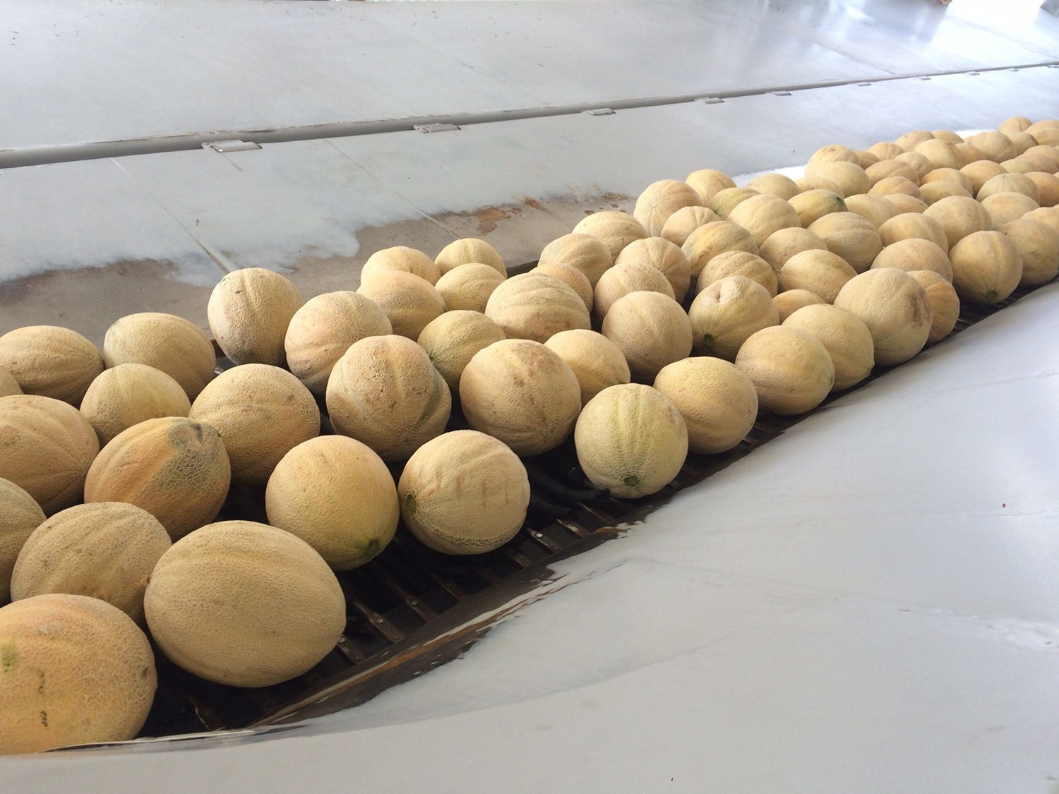 2016: fresh cantaloupe arriving at the processing facility for packing